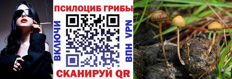 Псилоцибиновые грибы Psilocybine cubensis  Купить закладки  Шуя 